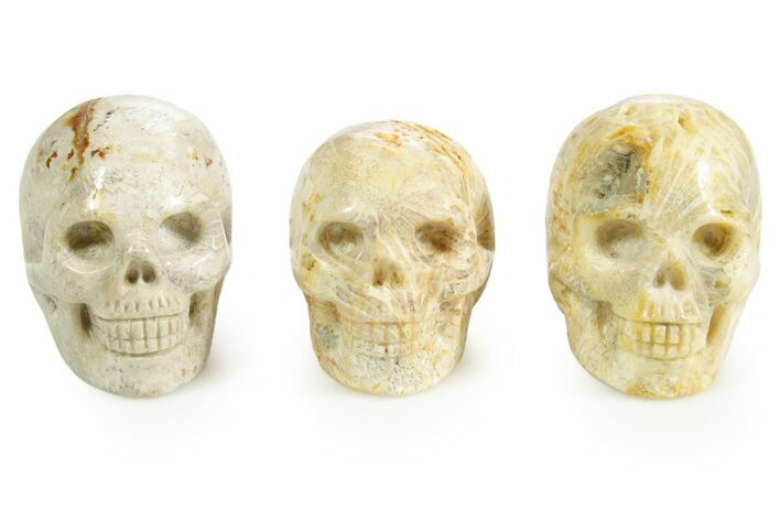 1.5" Polished Indonesian Fossil Coral Skulls - Photo 1